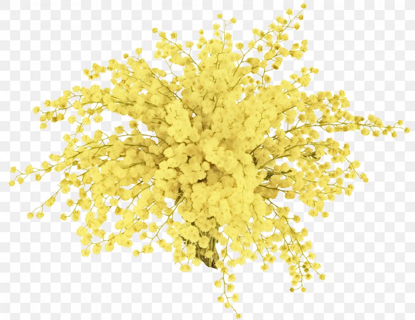 Mimosa, PNG, 1500x1160px, Yellow, Flower, Mimosa, Plant, Tree Download Free