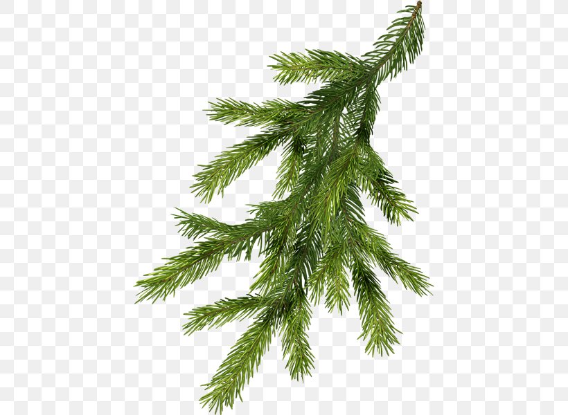 Nordmann Fir Pine Branch Norway Spruce Christmas Tree, PNG, 435x600px, Nordmann Fir, Branch, Christmas, Christmas Decoration, Christmas Tree Download Free