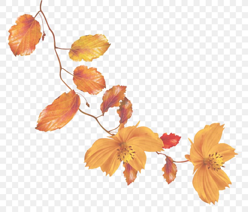 Orange, PNG, 800x699px, Leaf, Branch, Flower, Orange, Petal Download Free