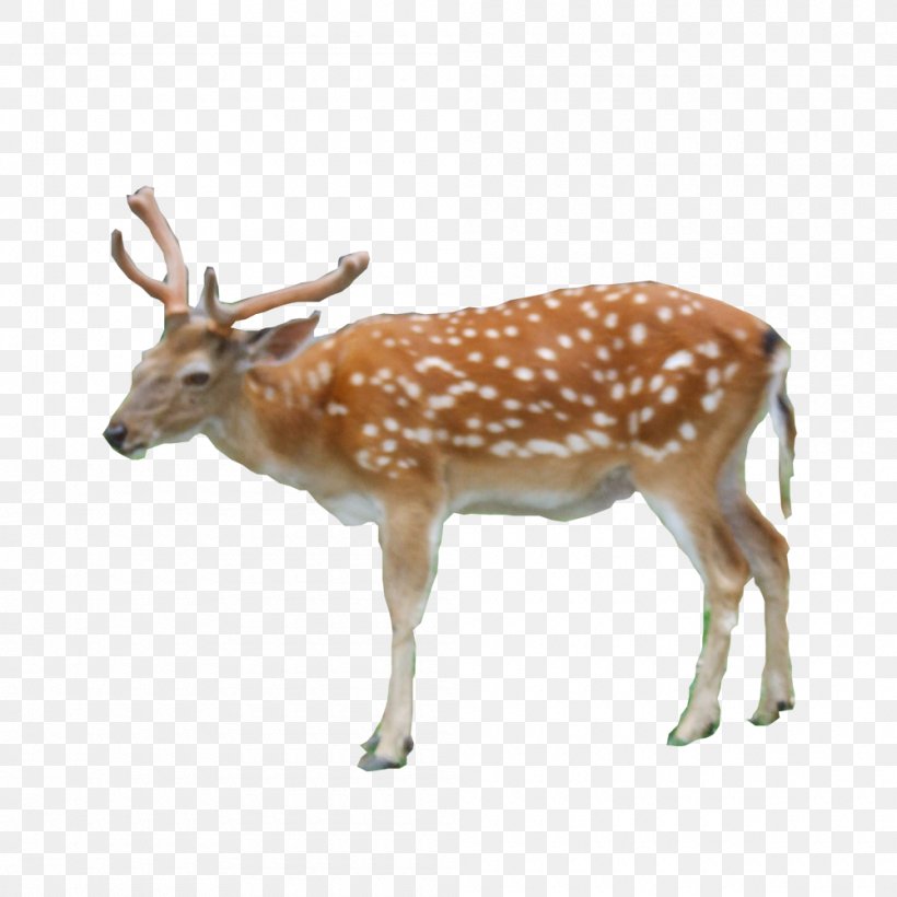 Reindeer Red Deer White-tailed Deer Sika Deer, PNG, 1000x1000px, Reindeer, Animal, Antler, Deer, Diagram Download Free