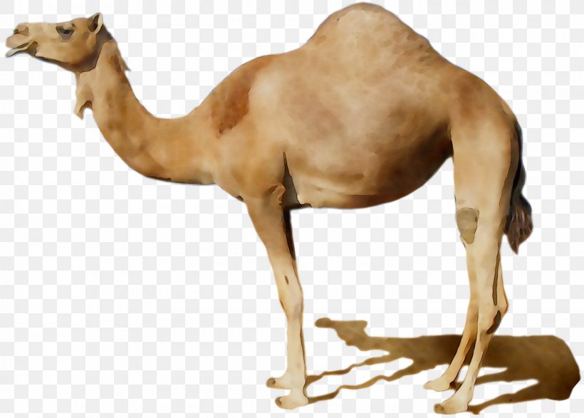 Clip Art Desktop Wallpaper Bumper Sticker Camel, PNG, 1860x1332px, Bumper Sticker, Adaptation, Animal Figure, Arabian Camel, Bactrian Camel Download Free