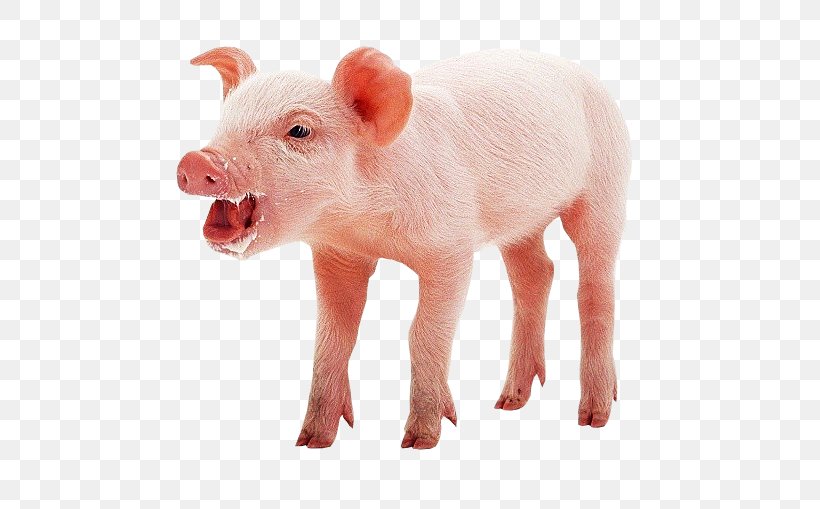 Domestic Pig Pig's Ear Mumps, PNG, 603x509px, Domestic Pig, Amerika, Animaatio, Animal, Animal Figure Download Free