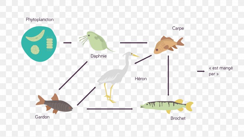 Food Web Ecosystem Phytoplankton Common Water Fleas Food Chain, PNG, 1920x1081px, Food Web, Animal, Beak, Biotope, Bird Download Free