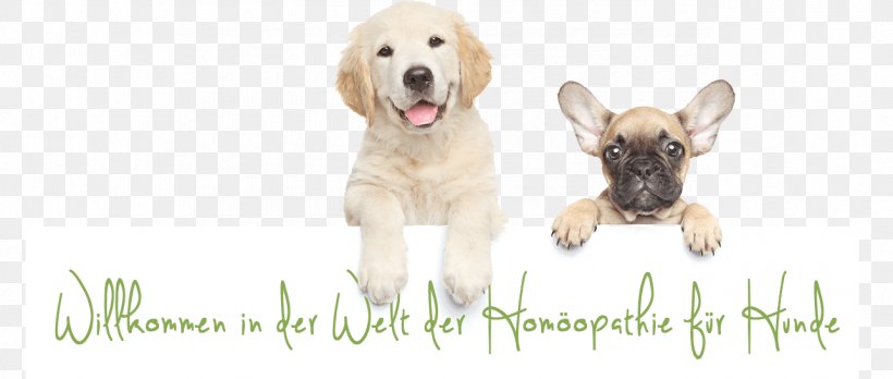 Golden Retriever Labrador Retriever Puppy Dog Breed Companion Dog, PNG, 1287x547px, Golden Retriever, Animal Rescue Group, Animal Shelter, Carnivoran, Cat Download Free