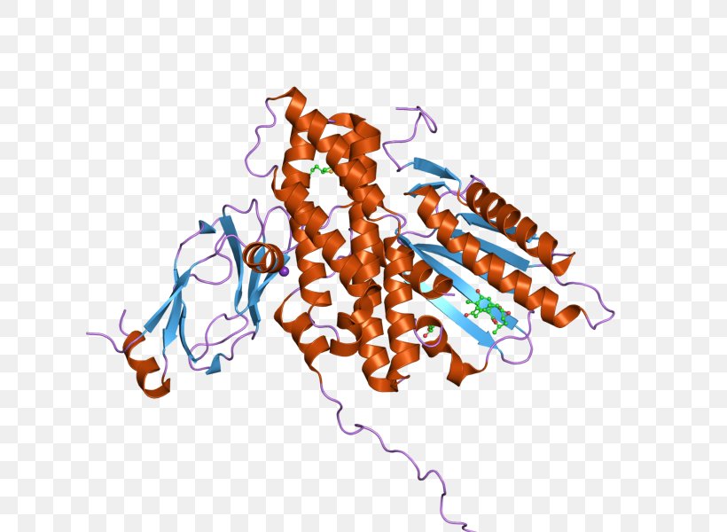 Pyruvate Dehydrogenase Kinase Pyruvate Dehydrogenase Complex Dihydrolipoyl Transacetylase Enzyme, PNG, 800x600px, Pyruvate Dehydrogenase Kinase, Acetyltransferase, Betagalactoside Transacetylase, Dehydrogenase, Dihydrolipoamide Dehydrogenase Download Free