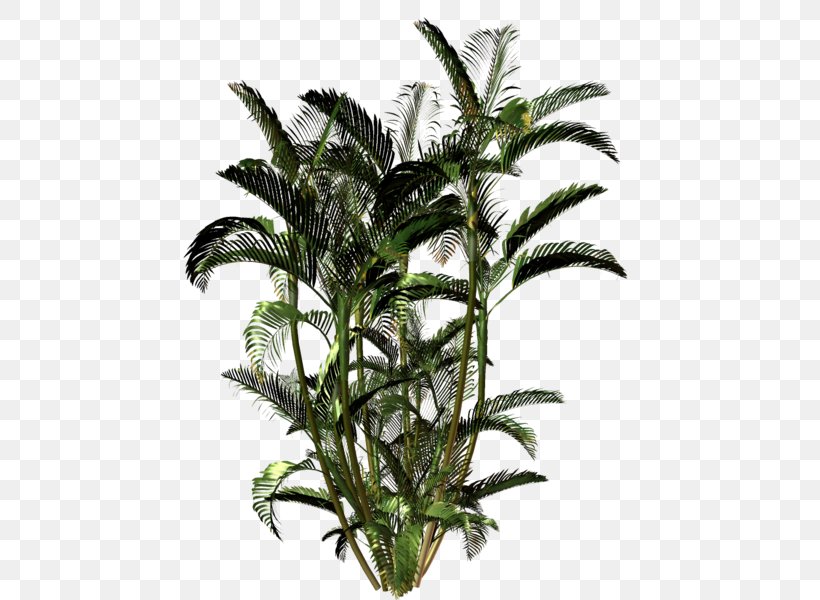 Areca Palm Dypsis Decaryi Stock Photography Image Plants, PNG, 466x600px, 3d Rendering, Areca Palm, Aquarium Decor, Arecales, Attalea Speciosa Download Free