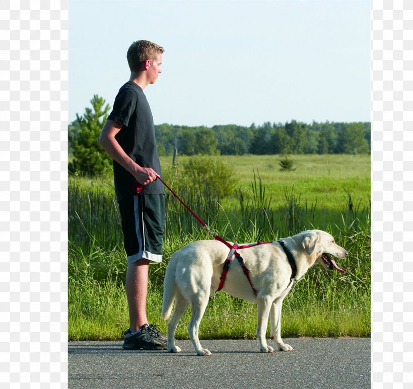 Dog Breed Dog Harness Leash Dog Walking, PNG, 1354x1277px, Dog, Breed, Breed Group Dog, Dog Breed, Dog Breed Group Download Free