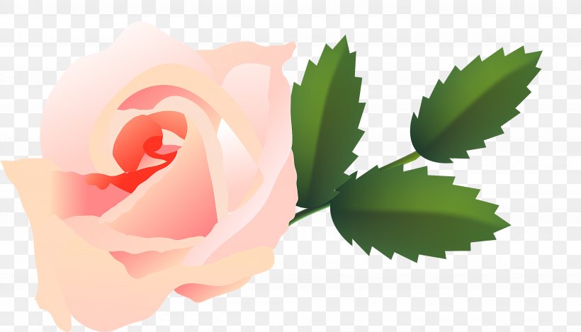 Garden Roses Cabbage Rose Desktop Wallpaper Petal Pink M, PNG, 3830x2195px, Garden Roses, Bud, Cabbage Rose, Close Up, Closeup Download Free