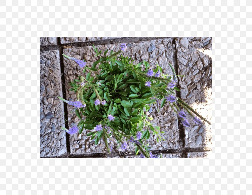 Groundcover Lawn Herb Shrub Flower, PNG, 560x636px, Groundcover, Branch, Flora, Flower, Grass Download Free