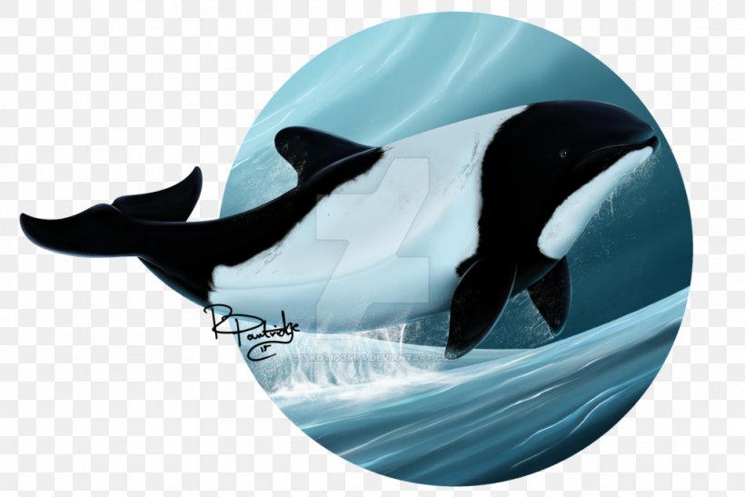 Commerson's Dolphin Art Killer Whale Cetacea, PNG, 1024x684px, Dolphin, Art, Artist, Beak, Bird Download Free