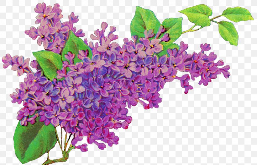 Common Lilac Flower Purple Lavender, PNG, 825x529px, Common Lilac, Branch, Cut Flowers, Floral Design, Flower Download Free