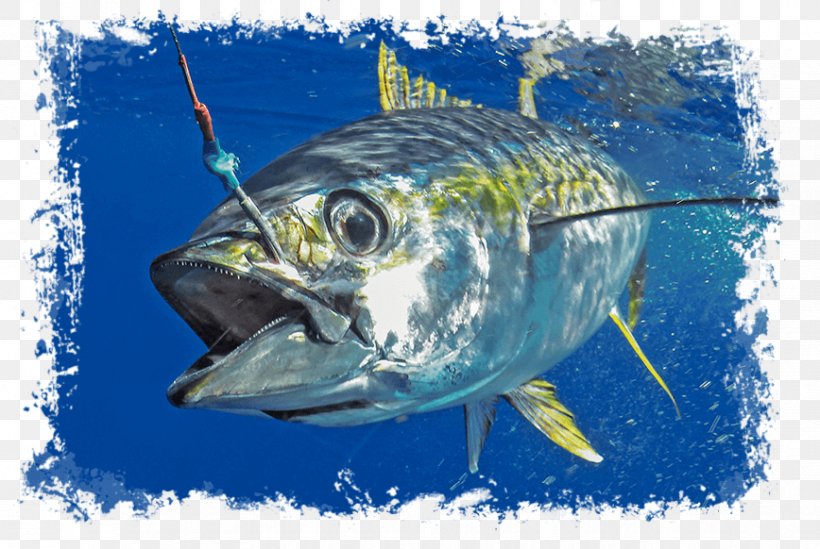 Pacific Bluefin Tuna Blackfin Tuna Southern Bluefin Tuna Trolling Yellowfin Tuna, PNG, 868x582px, Pacific Bluefin Tuna, Atlantic Bluefin Tuna, Bait Ball, Biggame Fishing, Blackfin Tuna Download Free