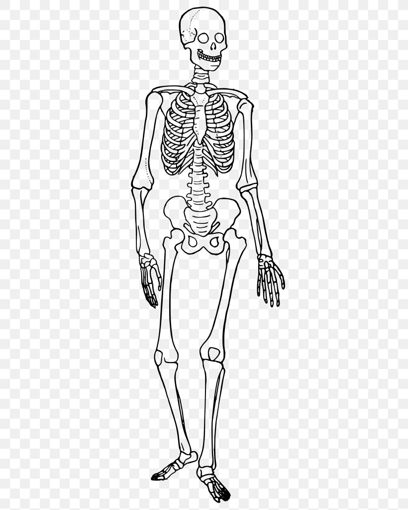 The Skeletal System Human Skeleton Human Body Anatomy Bone, PNG, 353x1023px, Watercolor, Cartoon, Flower, Frame, Heart Download Free