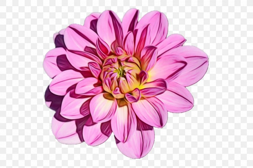 Watercolor Pink Flowers, PNG, 960x640px, Watercolor, Aster, Chrysanths, Cut Flowers, Dahlia Download Free