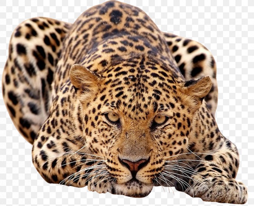 African Leopard Lion Jaguar Javan Leopard, PNG, 825x670px, Africa, African Buffalo, African Elephant, African Leopard, Big Cat Download Free
