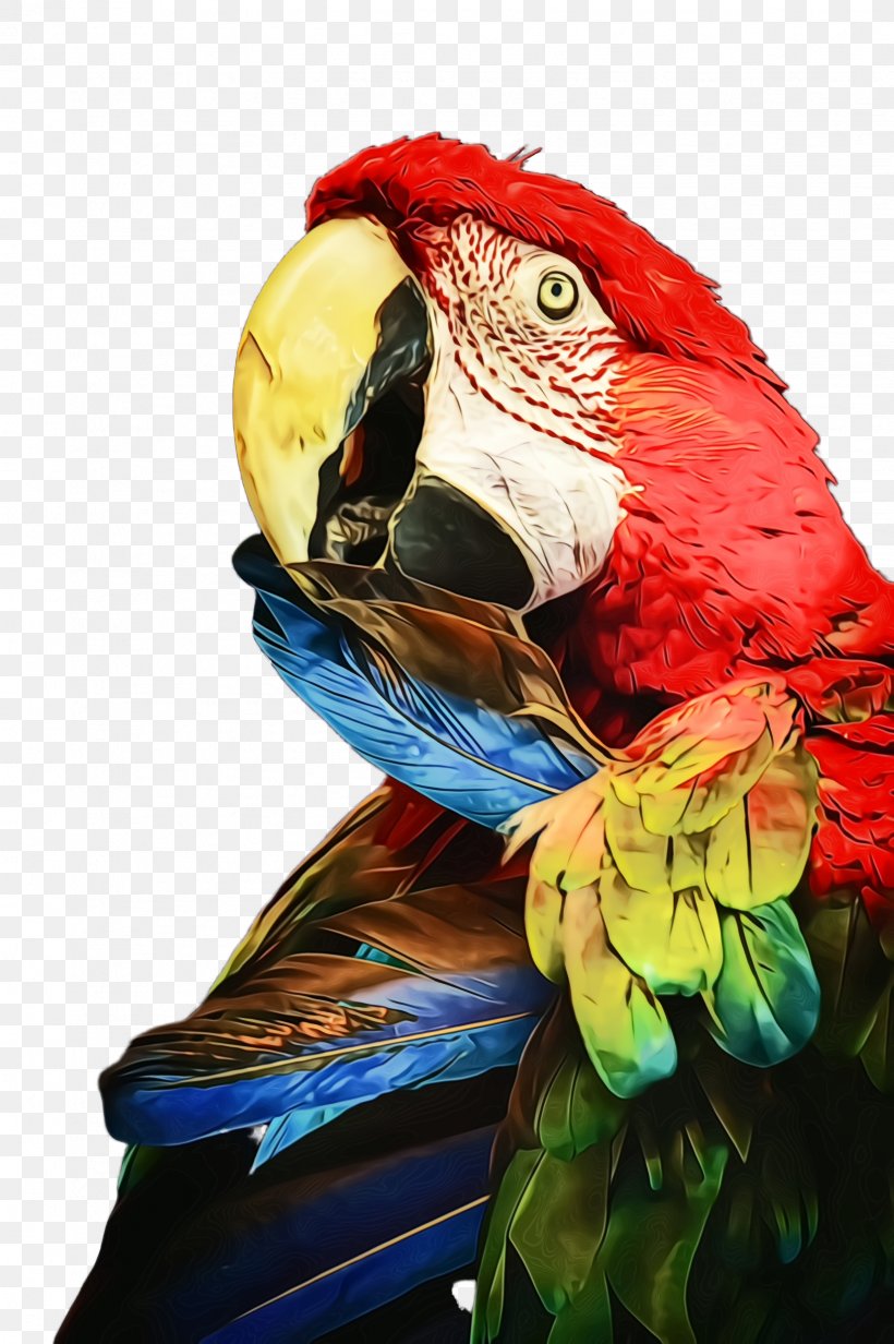 Bird Macaw Parrot Beak Budgie, PNG, 1632x2452px, Watercolor, Beak, Bird, Budgie, Macaw Download Free