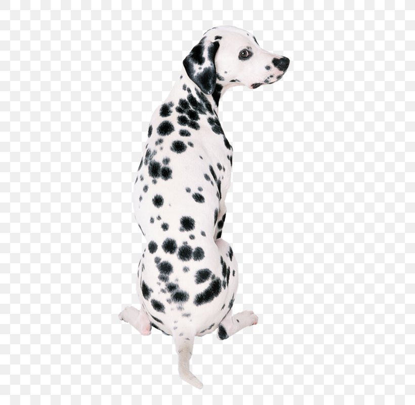 Dalmatian Dog Great Dane French Bulldog Your Puppy, PNG, 567x800px, Dalmatian Dog, Canis, Carnivoran, Companion Dog, Dalmatian Download Free