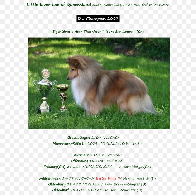 Rough Collie Shetland Sheepdog Pomeranian Dog Breed Old English Sheepdog, PNG, 796x816px, Rough Collie, Breed, Carnivoran, Collie, Companion Dog Download Free