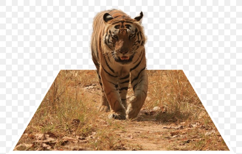 Trinil Tiger Kanha Tiger Reserve Photography, PNG, 1024x655px, 3d Film, Trinil Tiger, Anaglyph 3d, Art, Bengal Tiger Download Free