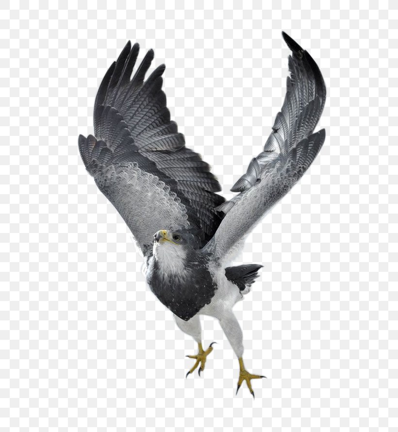 Bird Of Prey Northern Goshawk Eagle Photography, PNG, 658x890px, Bird, Accipitriformes, Bald Eagle, Beak, Bird Flight Download Free