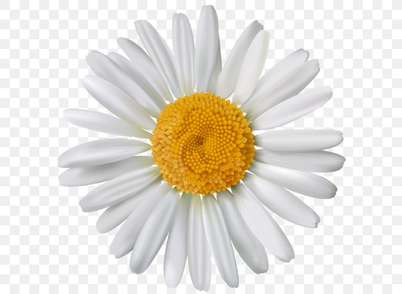 Common Daisy Stock Photography Oxeye Daisy Flower, PNG, 605x600px, Common Daisy, Aster, Chamomile, Chrysanths, Daisy Download Free