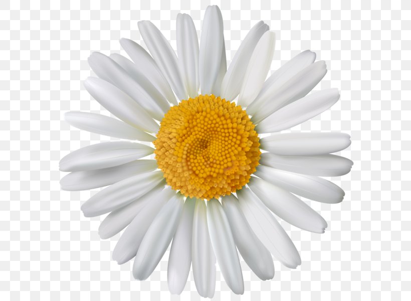 common daisy stock photography oxeye daisy flower png 605x600px common daisy aster chamomile chrysanths daisy download common daisy stock photography oxeye