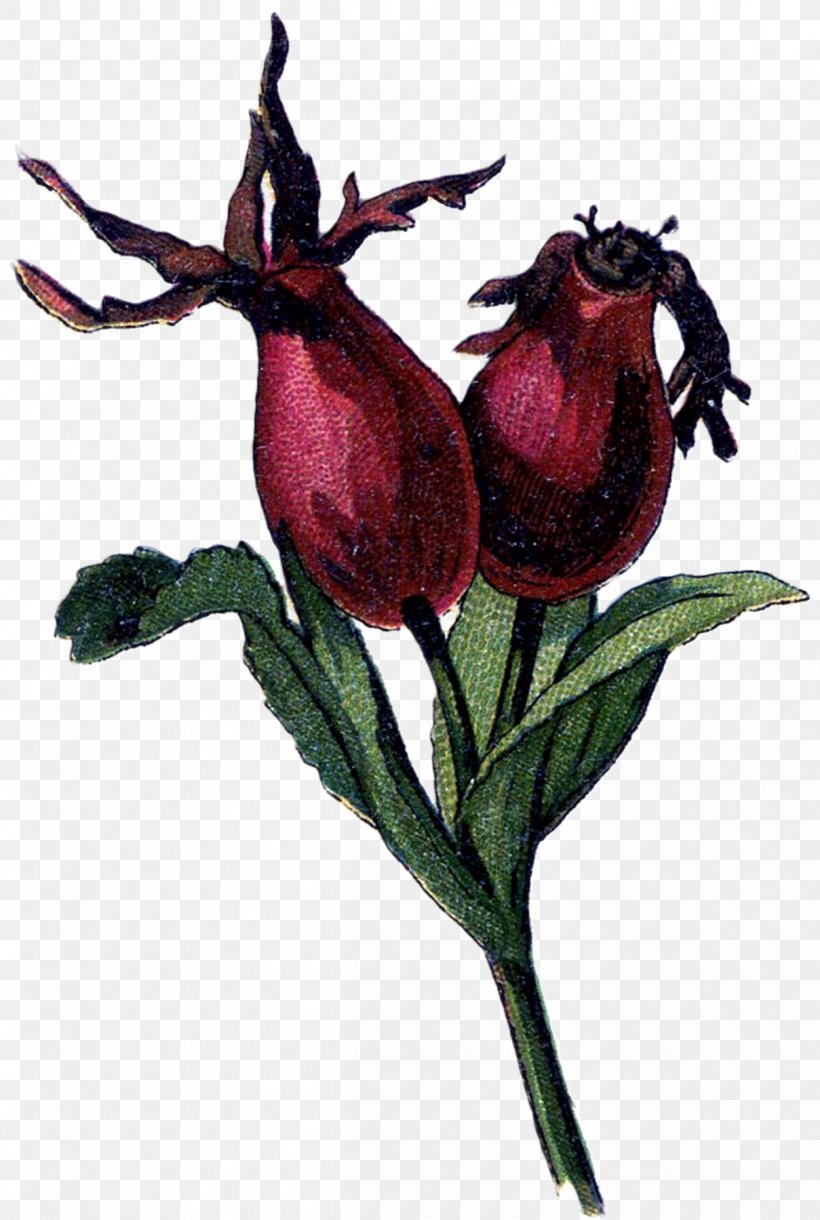 Dog-rose Rose Hip Drawing Plants Stock Illustration, PNG, 1209x1800px, Dogrose, Beet, Drawing, Flower, Flowering Plant Download Free