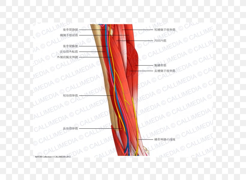 Nerve Blood Vessel Muscle, PNG, 600x600px, Watercolor, Cartoon, Flower, Frame, Heart Download Free