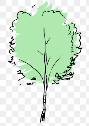Tree - Tree European Beech Clip Art PNG