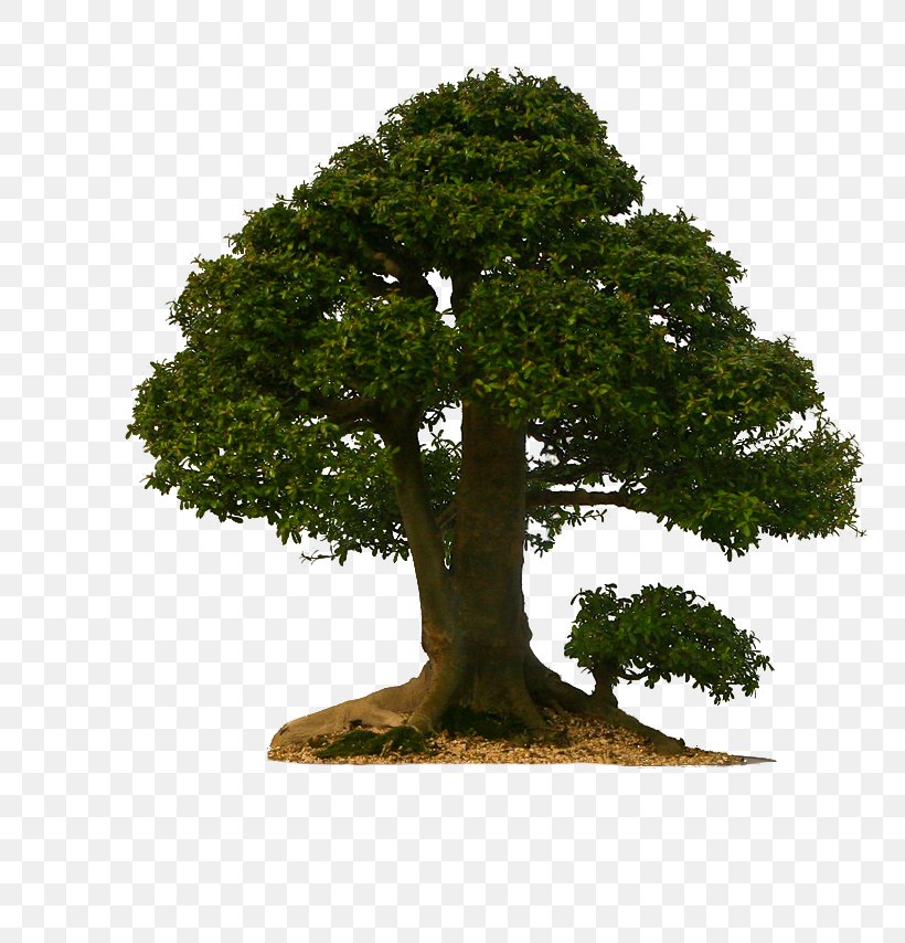 Tree Pine Clip Art, PNG, 800x854px, Tree, Art, Bonsai, Deviantart, Drawing Download Free