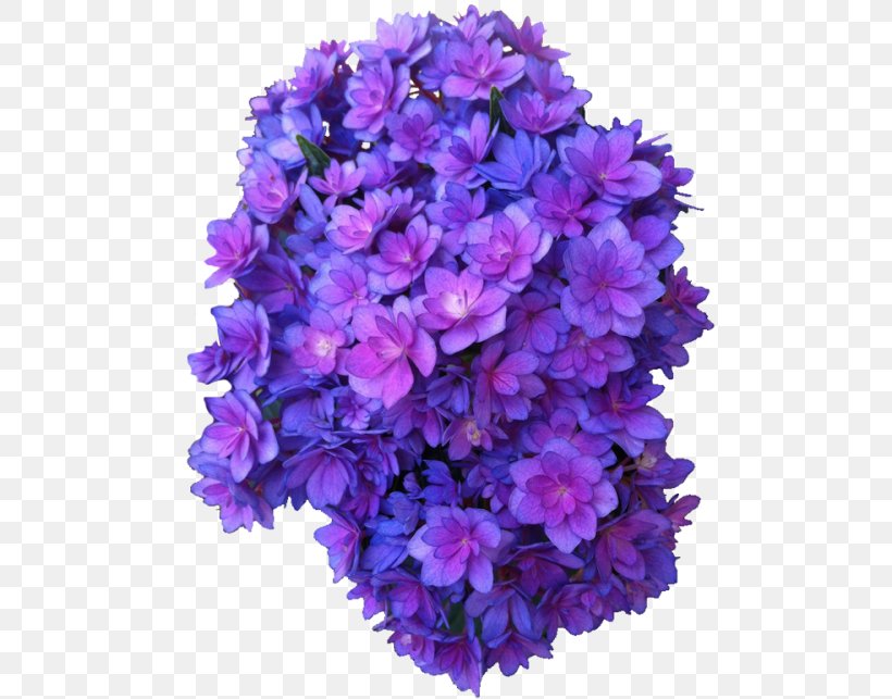 French Hydrangea Flower Purple Rose Violet, PNG, 500x643px, French Hydrangea, Annual Plant, Bellflower, Bellflower Family, Blue Download Free