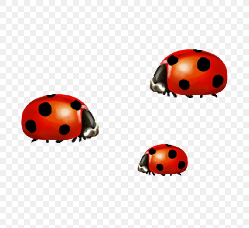 Insect Ladybird, PNG, 750x750px, Insect, Beetle, Chart, Concepteur, Designer Download Free