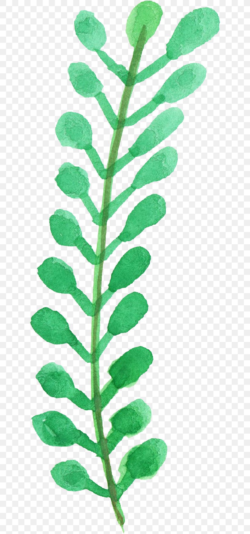 Leaf Plant Stem, PNG, 624x1749px, Leaf, Com, Display Resolution, Organism, Plant Download Free