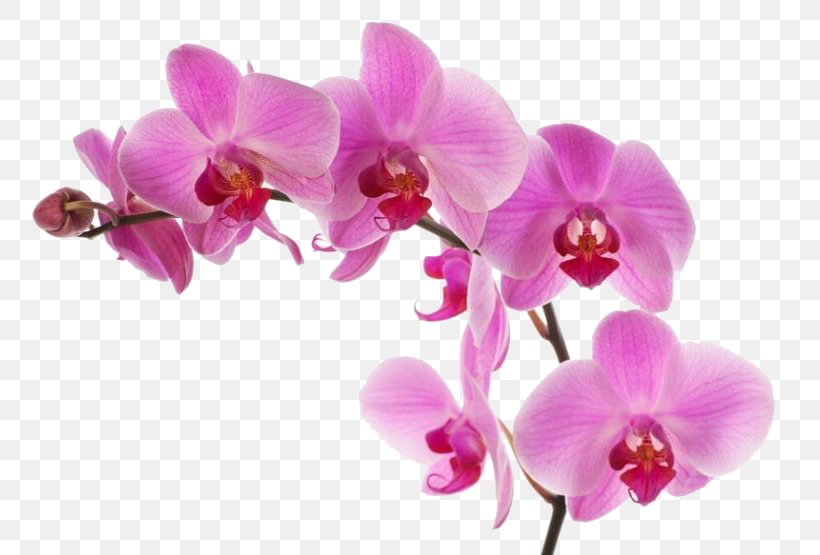 Phalaenopsis Equestris Pink M Moth Orchids RTV Pink, PNG, 800x555px, Phalaenopsis Equestris, Flower, Flowering Plant, Lilac, Magenta Download Free