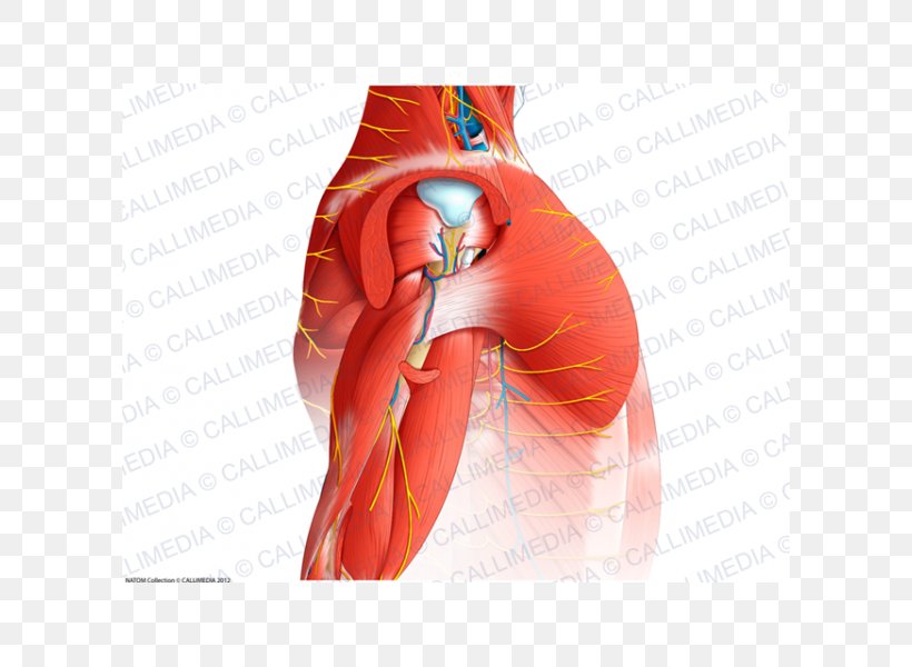 Shoulder Muscle Blood Vessel Nerve Human Anatomy, PNG, 600x600px, Watercolor, Cartoon, Flower, Frame, Heart Download Free