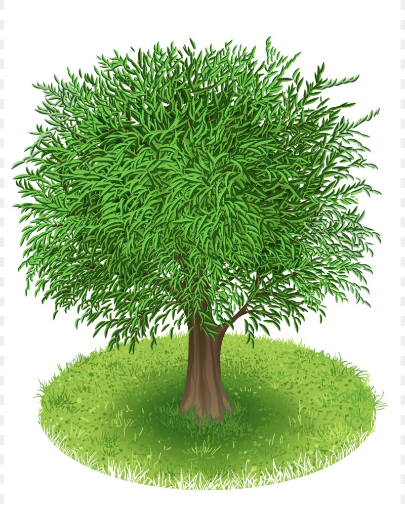 Tree Green Clip Art, PNG, 802x1024px, Tree, Blossom, Branch, Digital Image, Drawing Download Free