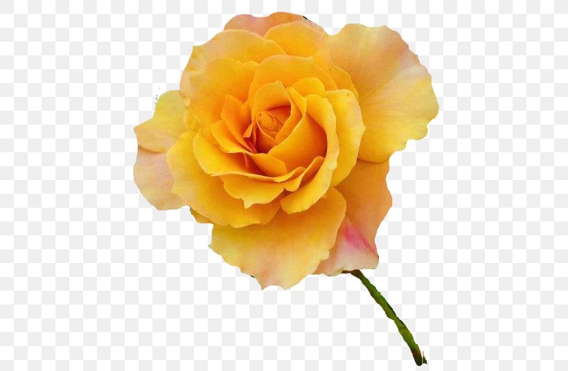 Garden Roses Cabbage Rose Yellow Flower, PNG, 487x536px, Garden Roses, Afterglow, Cabbage Rose, Cut Flowers, Floribunda Download Free