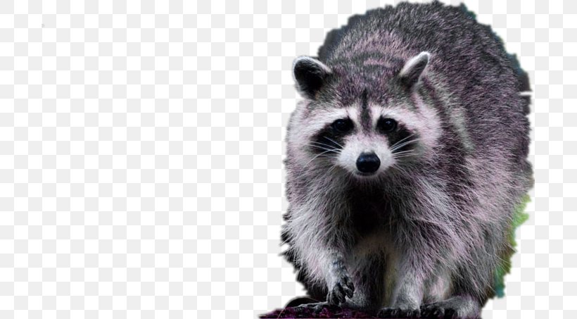 Raccoon Dog Viverridae Fur, PNG, 701x453px, Raccoon, Animal, Fauna, Fur, Furry Fandom Download Free