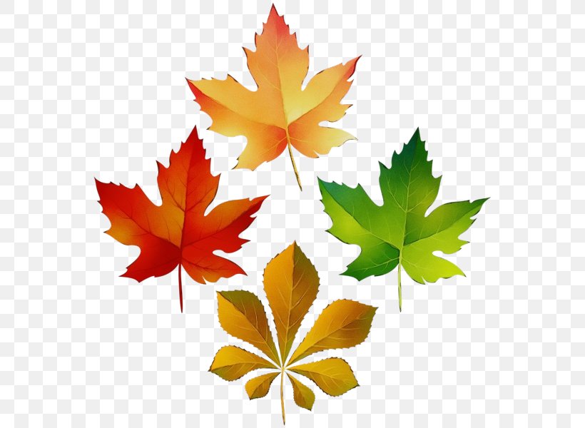 Red Maple Tree, PNG, 564x600px, Watercolor, Autumn, Autumn Leaf Color, Black Maple, Deciduous Download Free