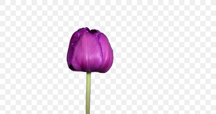 Tulip Purple Flower, PNG, 650x434px, Tulip, Computer, Flower, Google Images, Magenta Download Free