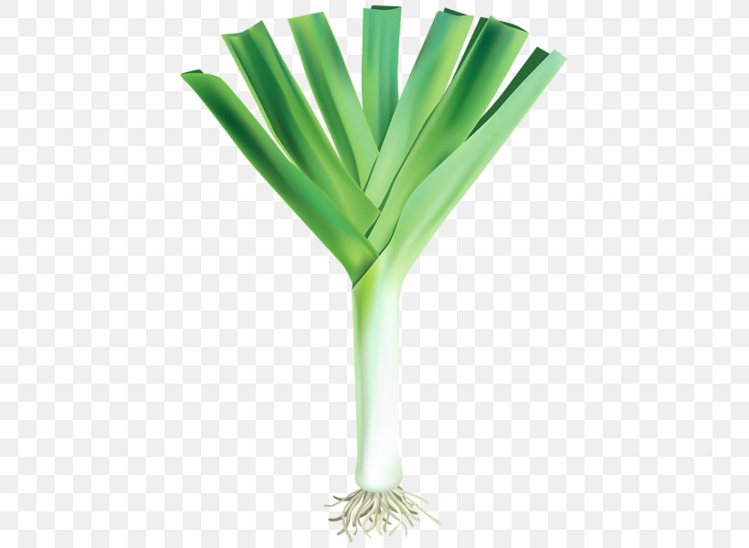 Vegetable JARDINS DE CRÉANCES Onion Clip Art, PNG, 429x600px, Vegetable, Allium Fistulosum, Carrot, Garlic, Grass Download Free