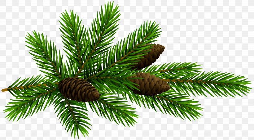 Fir Pine Conifer Cone Clip Art, PNG, 8000x4407px, Fir, Branch, Christmas Ornament, Cone, Conifer Download Free