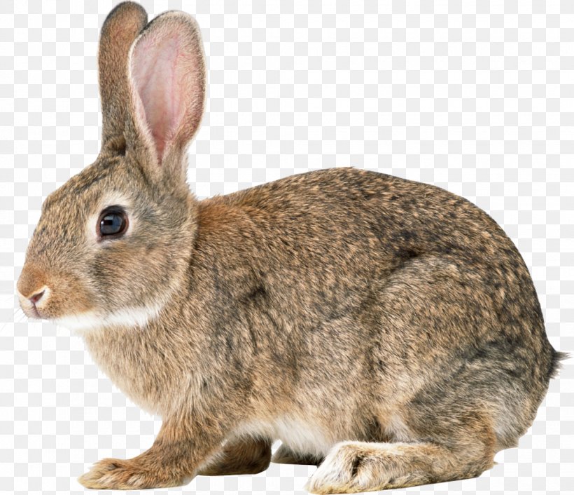Hare Angora Rabbit Clip Art, PNG, 1030x887px, Hare, Angora Rabbit, Cottontail Rabbit, Domestic Rabbit, European Rabbit Download Free