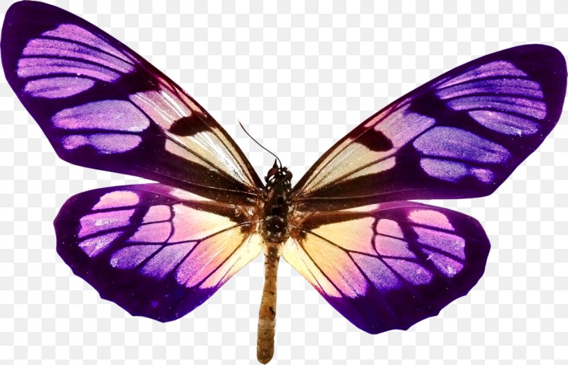 Monarch Butterfly Pieridae Gossamer-winged Butterflies Moth, PNG, 1280x825px, Monarch Butterfly, Arthropod, Brush Footed Butterfly, Brushfooted Butterflies, Butterfly Download Free