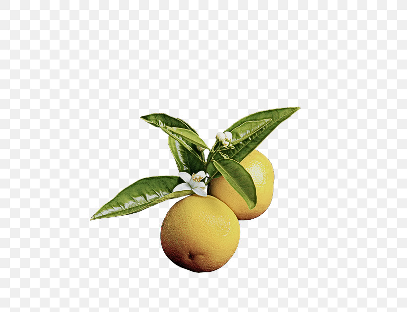 Orange, PNG, 594x629px, Fruit, Citrus, Flower, Food, Leaf Download Free