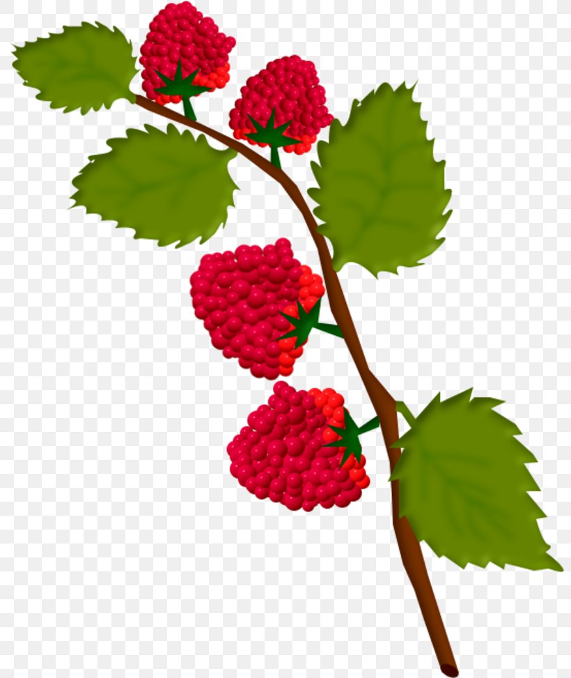 Raspberry Strawberry Fruit Drawing, PNG, 800x973px, Raspberry, Amora, Auglis, Berry, Branch Download Free