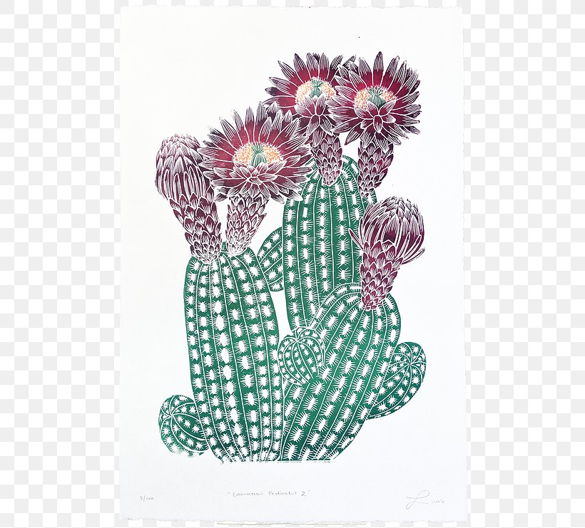 Cactaceae Printing Printmaking, PNG, 654x741px, Cactaceae, Art, Artist, Cactus, Drawing Download Free