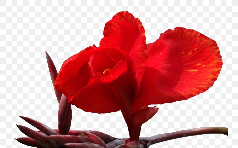 Canna Indica Petal Flower, PNG, 750x510px, Canna Indica, Canna, Cannabis, Cannaceae, Computer Network Download Free