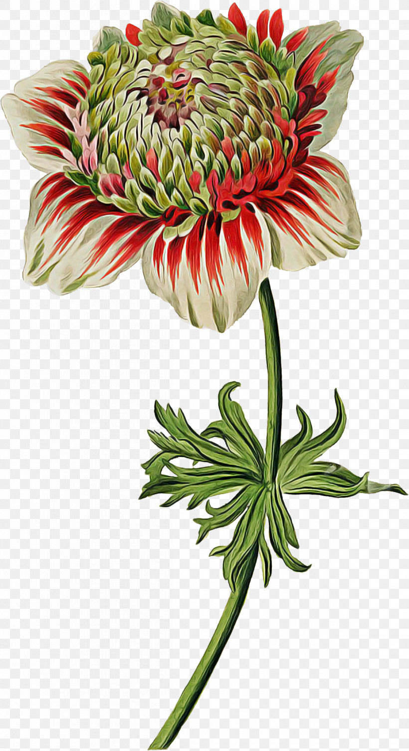 Flower Plant Protea Petal Cut Flowers, PNG, 1208x2218px, Flower, Anemone, Cut Flowers, Petal, Plant Download Free