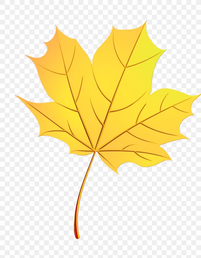 Maple Leaf, PNG, 1247x1600px, Watercolor, Black Maple, Deciduous, Flowering Plant, Leaf Download Free